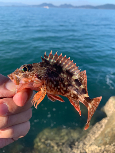 アラカブの釣果