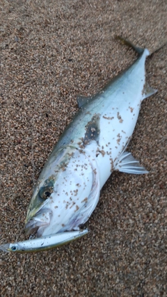 ハマチの釣果