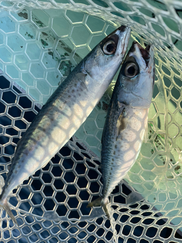 サバの釣果