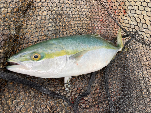 イナダの釣果