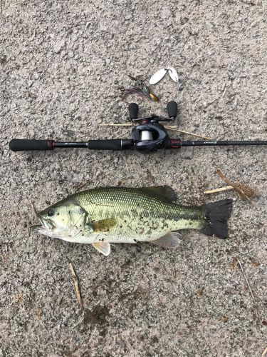 ブラックバスの釣果