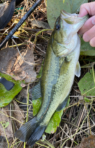 ラージマウスバスの釣果