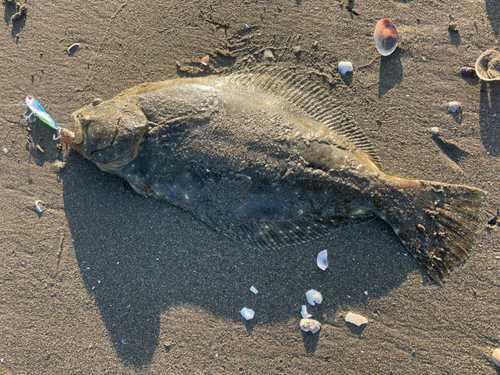 ヒラメの釣果