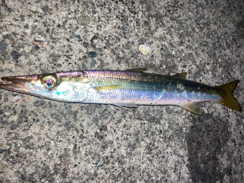 カマスの釣果