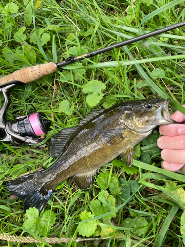 スモールマウスバスの釣果