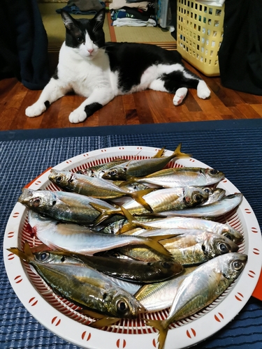 アジの釣果