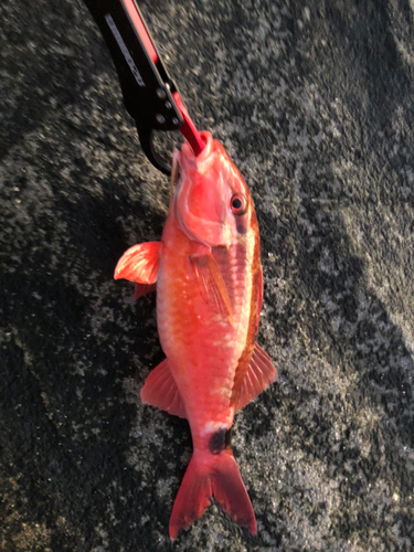 ホウライヒメジの釣果