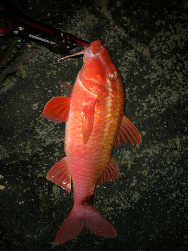 ホウライヒメジの釣果