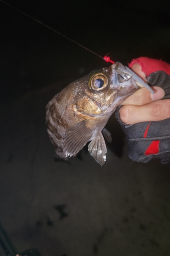 シロメバルの釣果