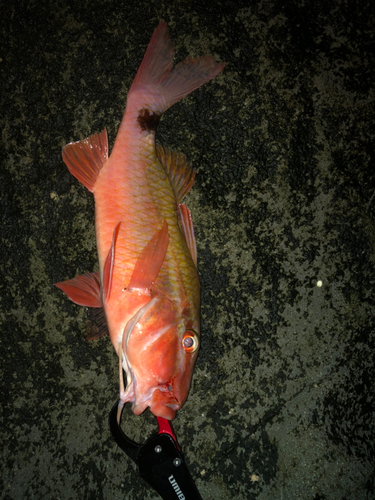 ホウライヒメジの釣果