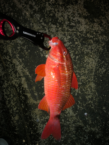 ホウライヒメジの釣果