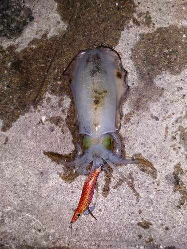 モイカの釣果