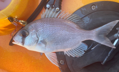 タイの釣果