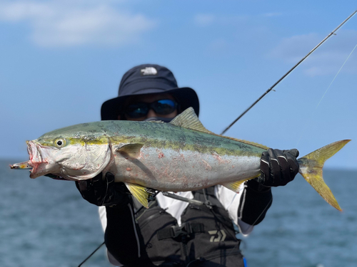 ヤズの釣果