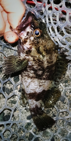 ムラソイの釣果