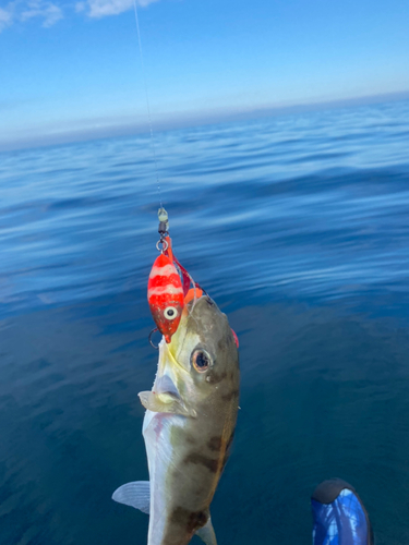 シロサバフグの釣果