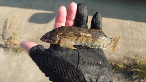 アイナメの釣果