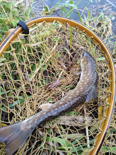 アメマスの釣果