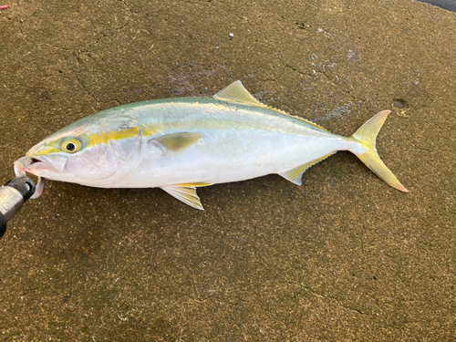 イナダの釣果