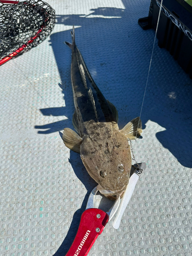 マゴチの釣果