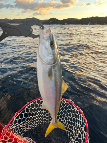 イナダの釣果