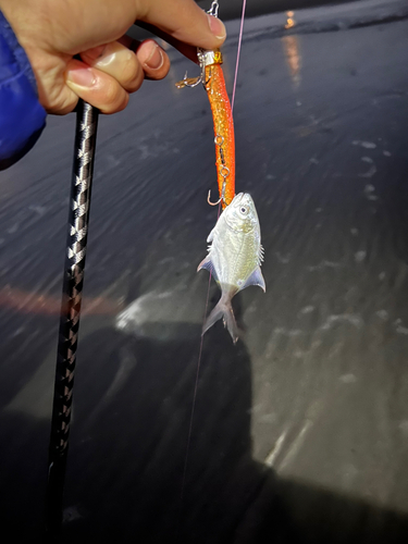 コバンアジの釣果