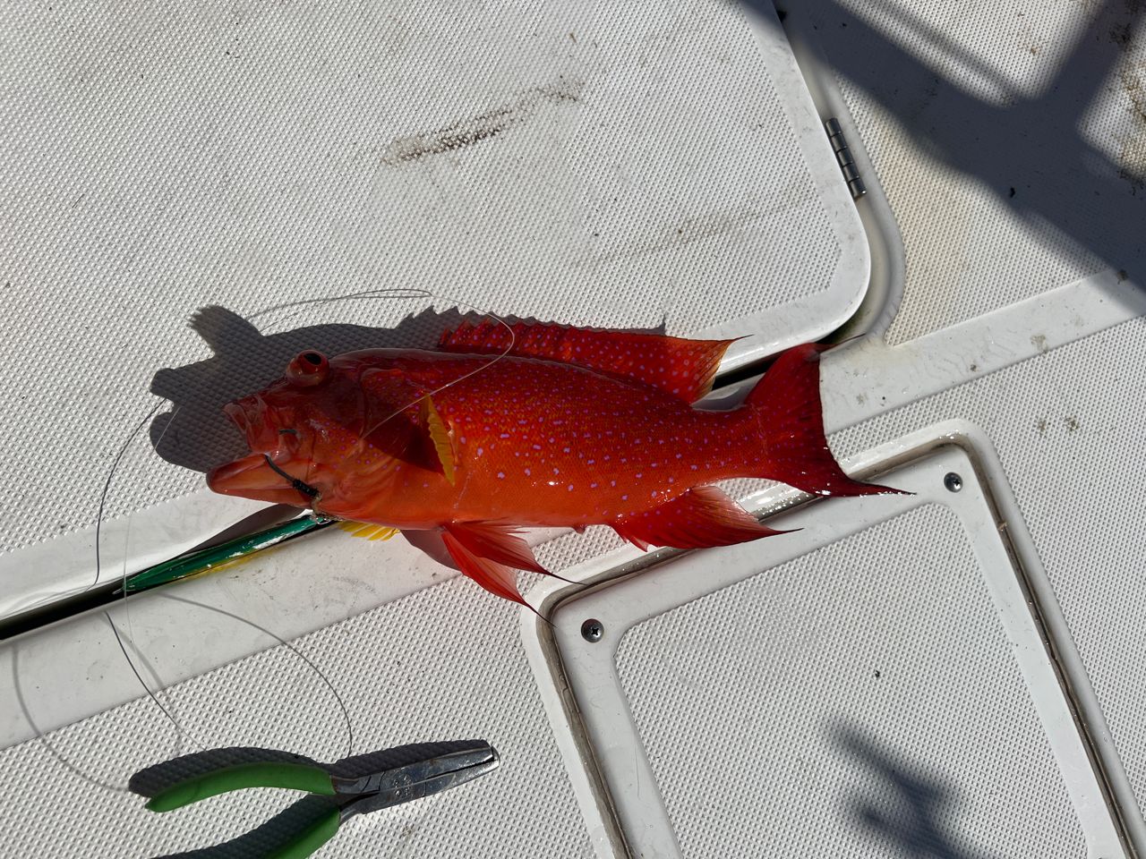 オジロバラハタ