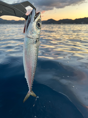 サバの釣果