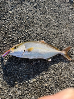 ショゴの釣果