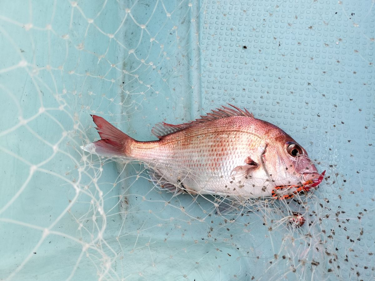 ドS東京湾鯛ラバ備忘録さんの釣果 2枚目の画像