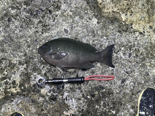 クチブトグレの釣果