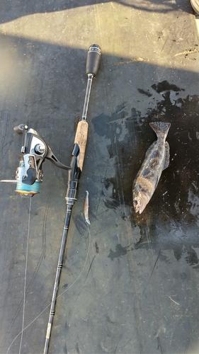 アイナメの釣果