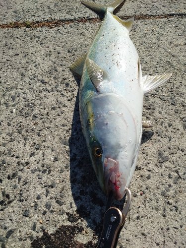 ブリの釣果