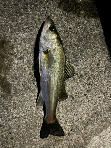 セイゴ（マルスズキ）の釣果