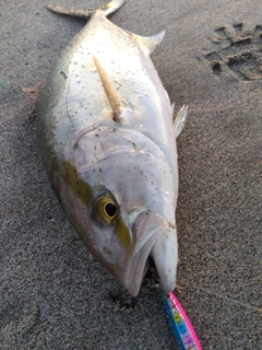 シオの釣果