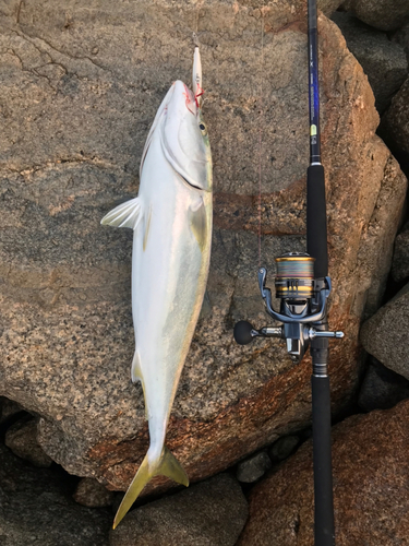 ハマチの釣果