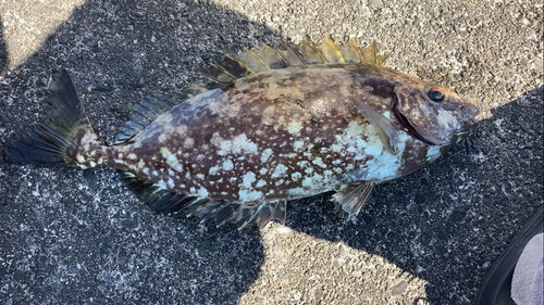 イシガキダイの釣果