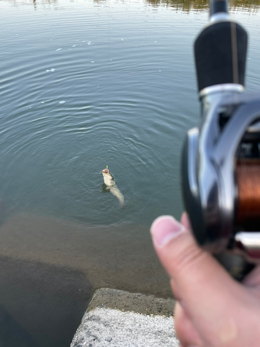 ナマズの釣果