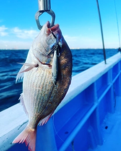 タイの釣果