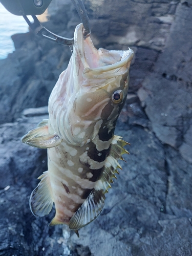 クエの釣果