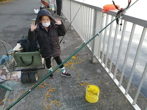 カタクチイワシの釣果