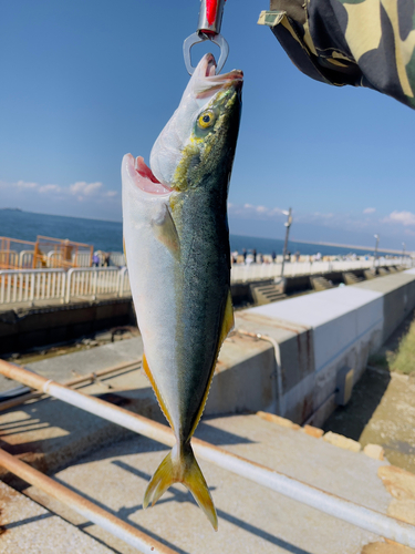 ハマチの釣果