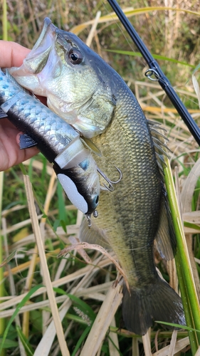 ラージマウスバスの釣果