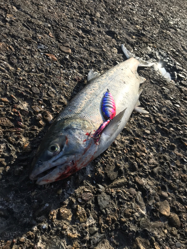 アキアジの釣果