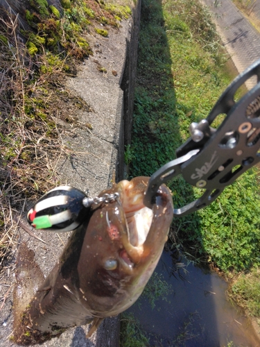 マナマズの釣果