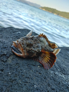 ミノカサゴの釣果