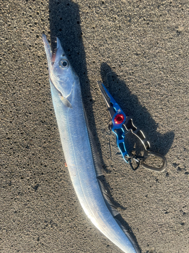 タチウオの釣果