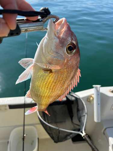 マダイの釣果