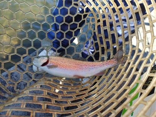 ニジマスの釣果