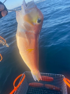 アマダイの釣果